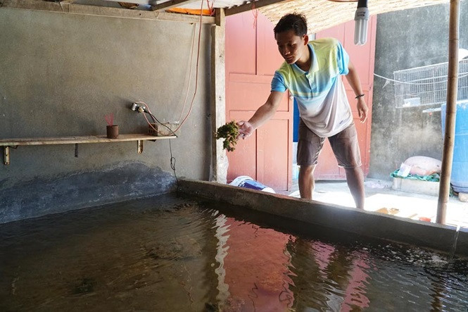 ##s###Thức ăn cho cá cảnh biển rất đơn giản, như dùng cá viên nhỏ hay dùng thức ăn bột như nuôi cá nước ngọt. Nhưng một số loài cá cũng cần có rong biển để giúp cá phát triển tốt hơn. Ảnh Nguyễn Ngọc