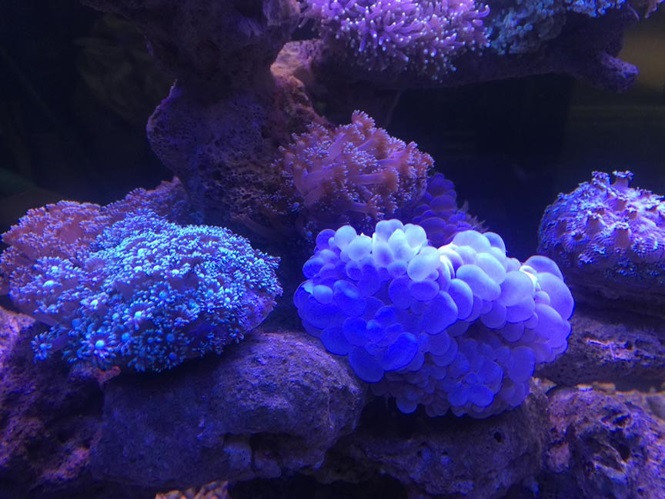 ##s### Những con cá có các tên khá lạ như: đô- ri, cá chim dù, cá mó bảy màu hay cá mó chuột, Hoàng đế, Bắp nẻ xanh, Nẻ điện, Thù lù, Ngòi bút, Chiêm dù, Bê vàng... được anh Dương Trung Hậu mua lại từ những ngư dân hành nghề đánh bắt cá ở vùng biển Hoàng Sa, Trường Sa và sau đó nuôi những loại cá này để xuất bán khắp nơi. Ảnh Nguyễn Ngọc