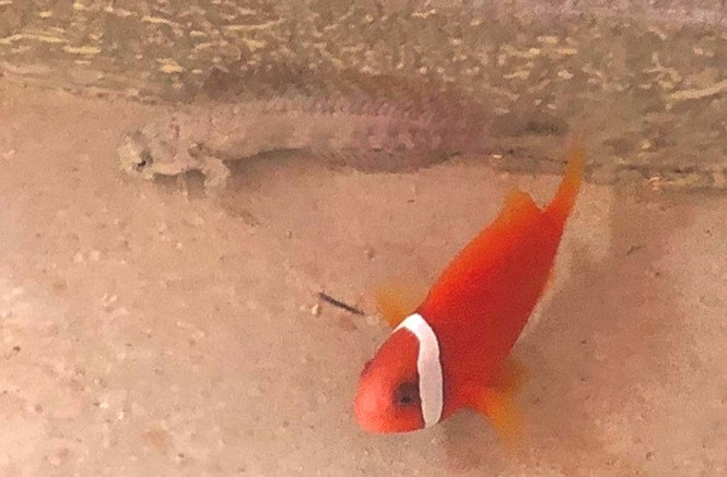  Một số loài cá cảnh biển độc lạ của anh Hậu 