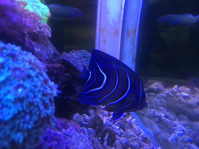 Tuy chỉ mới chính thức kinh doanh được gần 2 năm, thế nhưng địa bàn tiêu thụ cá kiểng biển của anh Dương Trung Hậu trải rộng ở nhiều tỉnh, thành trong cả nước, như Hà Nội, Nha Trang, TP Hồ Chí Minh,...