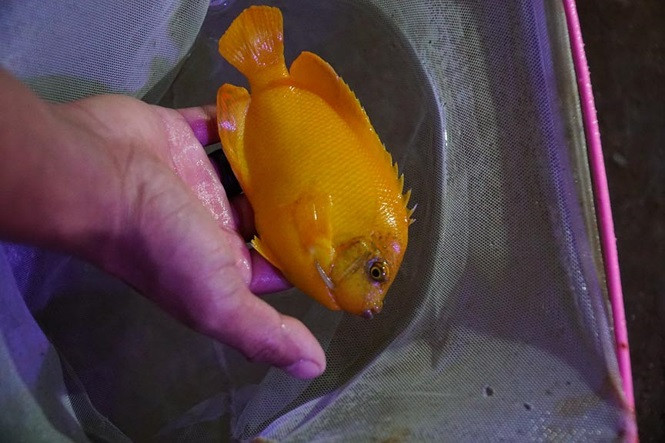  Trung bình mỗi ngày, anh Hậu xuất bán 40 - 45 thùng cá cảnh biển, mỗi thùng trung bình 50 - 70 con. Giá bán tùy theo từng loại cá ít thì từ vài chục nghìn đồng/con, nhiều thì từ 300-500 nghìn đồng/con, thu lợi nhuận hàng chục triệu đồng/tháng, tăng thêm thu nhập cho gia đình. Bắt cá đem bán - Ảnh Nguyễn Ngọc