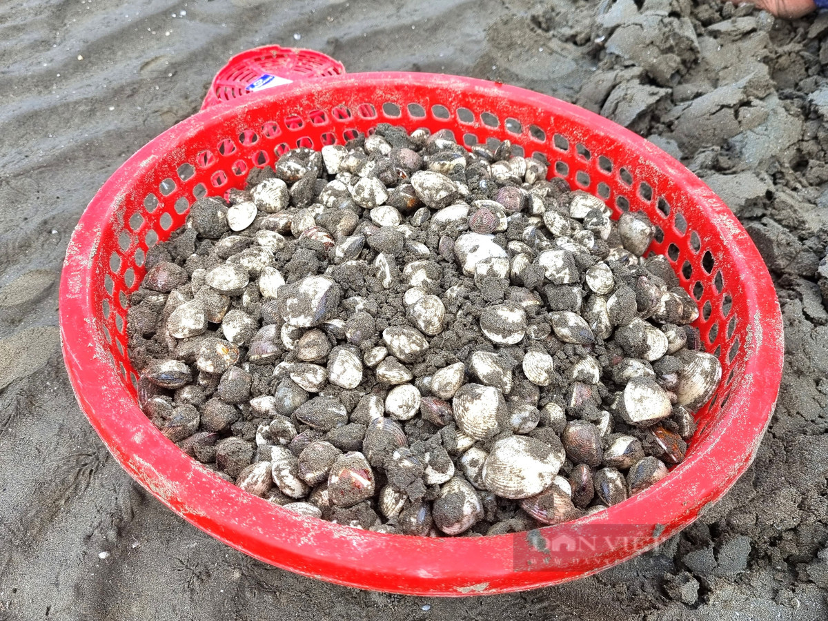 Cao con ngao nhot, nguoi dan vung bien Thanh Hoa co ngay tien tuoi-Hinh-7