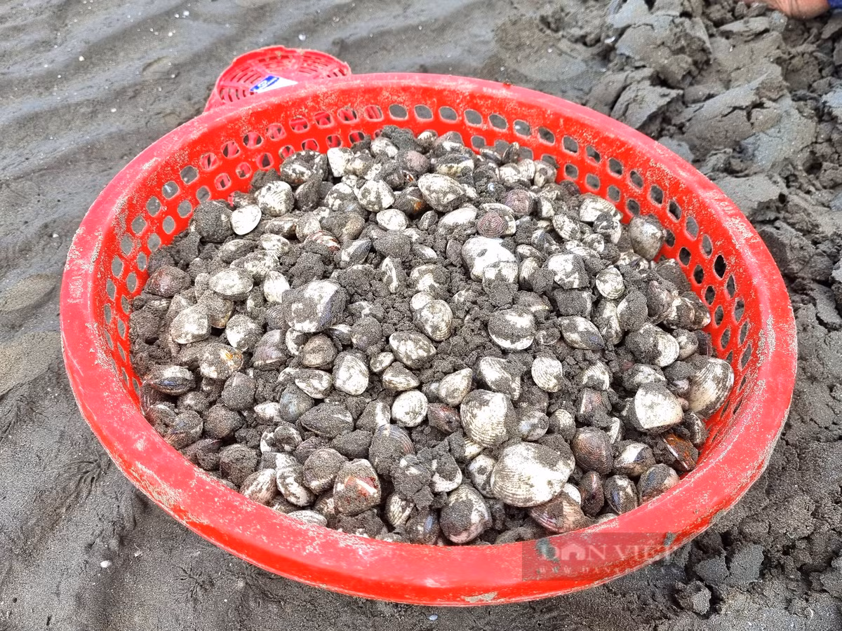 Cao con ngao nhot, nguoi dan vung bien Thanh Hoa co ngay tien tuoi-Hinh-7