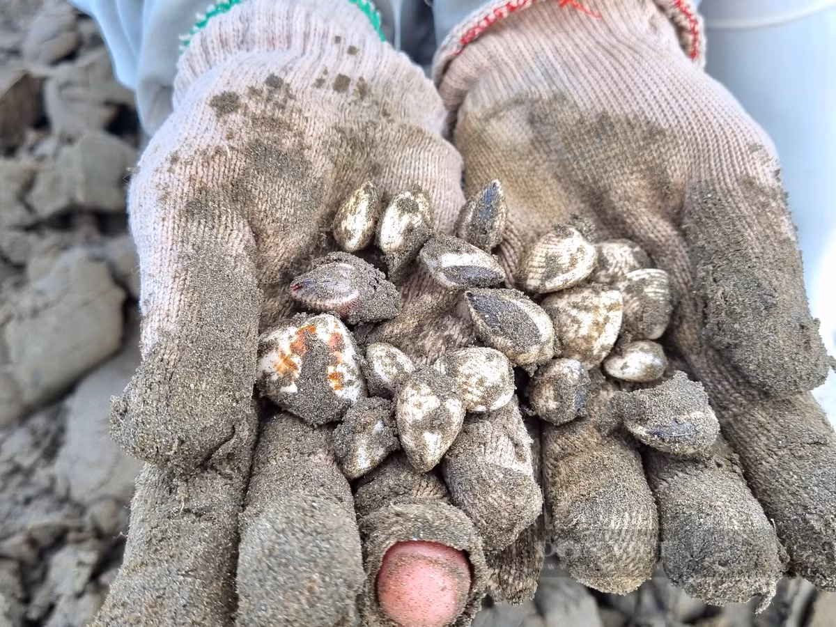 Cao con ngao nhot, nguoi dan vung bien Thanh Hoa co ngay tien tuoi-Hinh-3