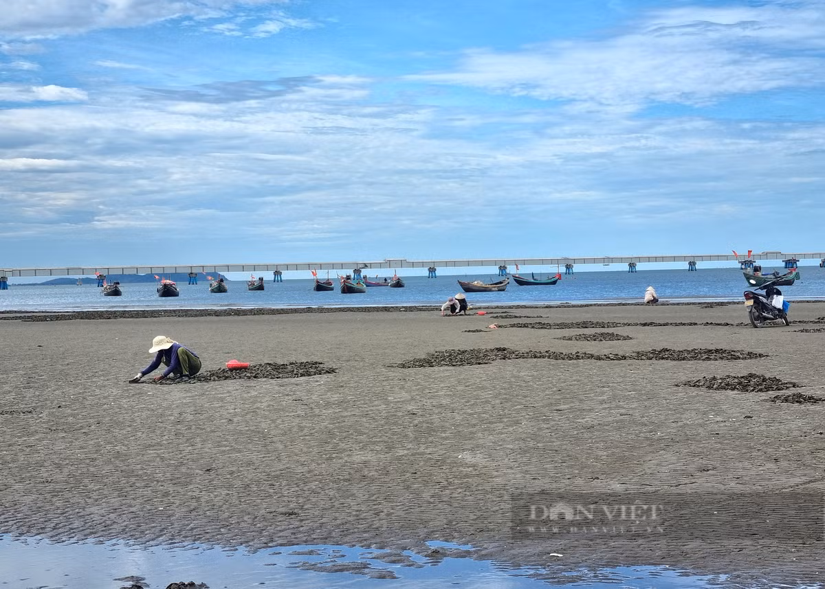 Cao con ngao nhot, nguoi dan vung bien Thanh Hoa co ngay tien tuoi