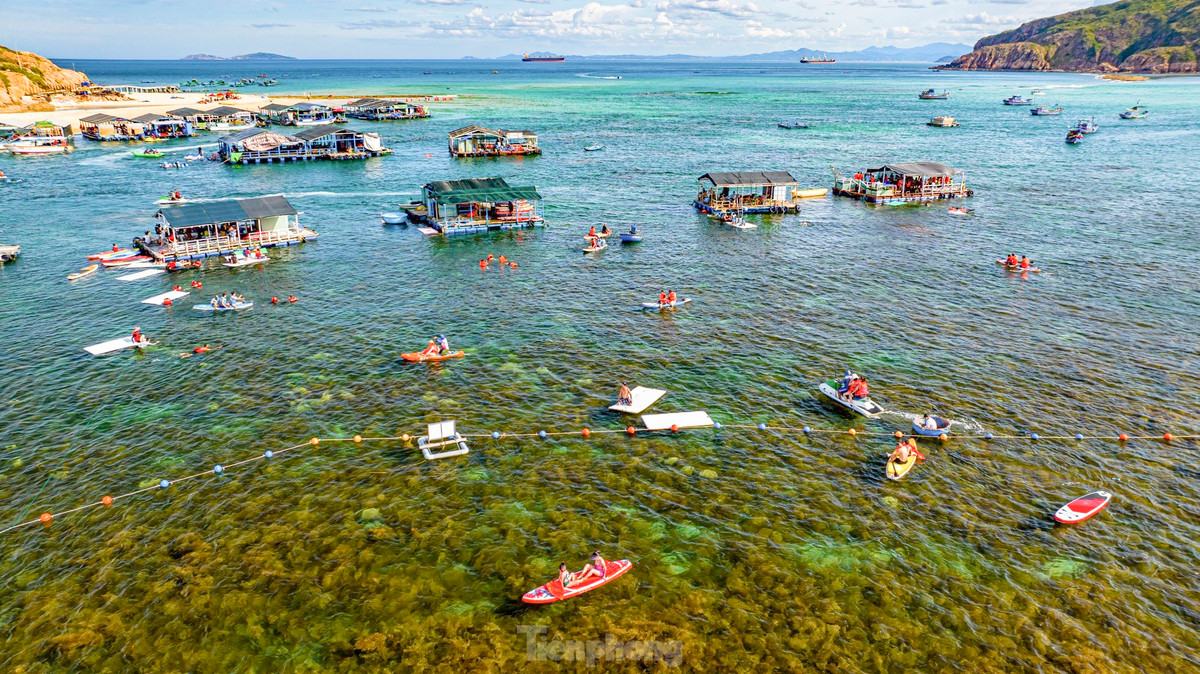 Mùa rong mơ phát triển cũng là điều kiện thuận lợi cho các loài thủy sản làm nơi trú ngụ và sinh sản, góp phần đa dạng hệ sinh thái biển nơi đây. Ảnh: Dũng Nhân.