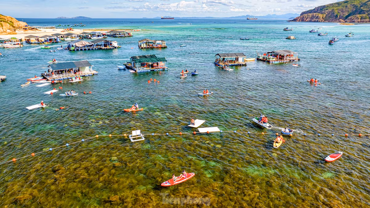 Mùa rong mơ phát triển cũng là điều kiện thuận lợi cho các loài thủy sản làm nơi trú ngụ và sinh sản, góp phần đa dạng hệ sinh thái biển nơi đây. Ảnh: Dũng Nhân.