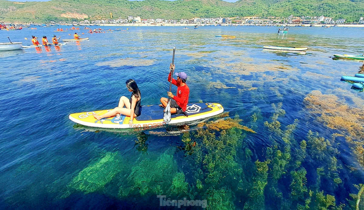 Du khách trải nghiệm chèo sup nhìn ngắm rong mơ. Ảnh: Trương Định.
