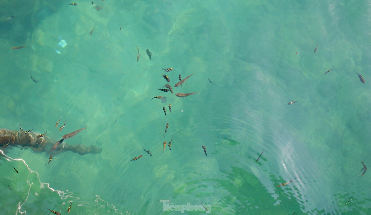 Nhơn Hải là xã bãi ngang nằm trong vùng bán đảo Phương Mai thuộc TP. Quy Nhơn, có chiều dài bờ biển 15 km. Nơi đây từ lâu đã nổi tiếng với bãi biển đẹp, những bãi rạn san hô được bảo tồn còn nguyên vẹn. Vùng biển nơi đây là khu vực mang tính đặc trưng về đa dạng sinh học. Theo người dân, nhờ môi trường biển sạch và được bảo vệ nên rong mơ nơi đây phát triển nhiều, nhờ vậy tạo được nét đẹp riêng. Ảnh: Trương Định.