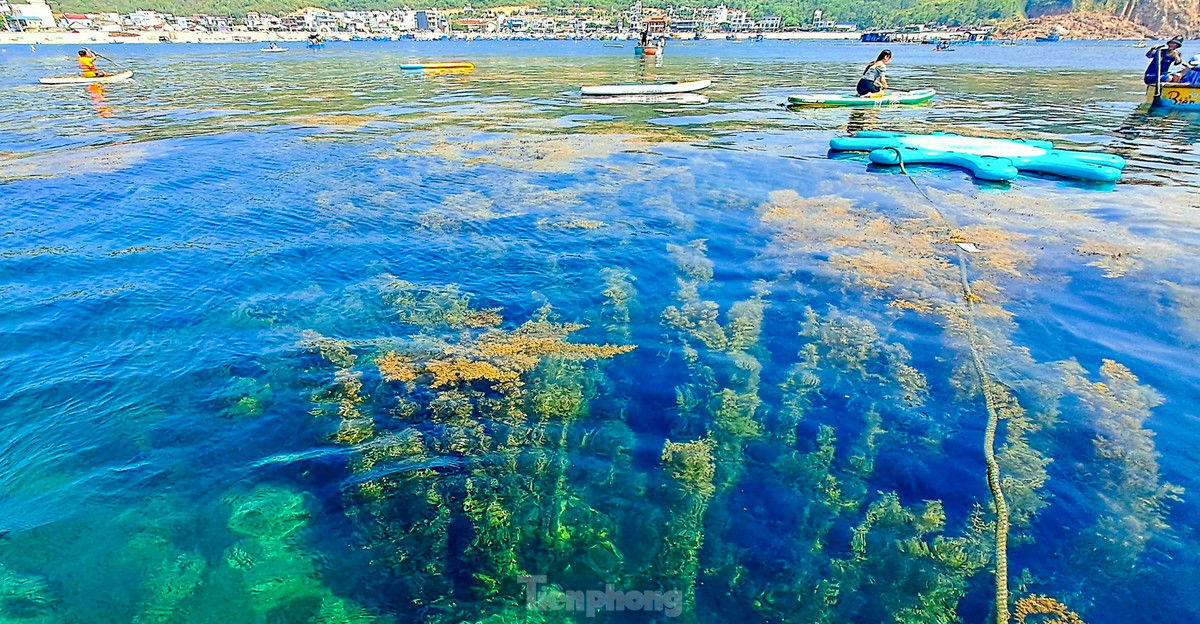 Những lớp rong mơ vàng óng, qua làn nước biển trong vắt như gương tạo nên một khung cảnh tuyệt đẹp. Ảnh: Trương Định.