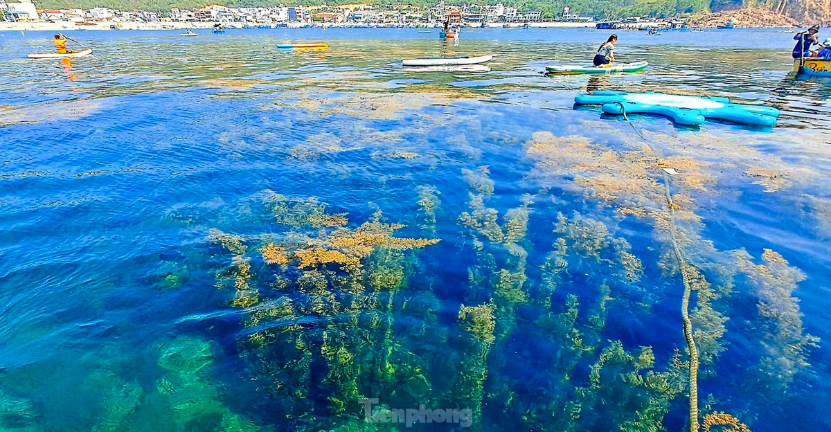 Những lớp rong mơ vàng óng, qua làn nước biển trong vắt như gương tạo nên một khung cảnh tuyệt đẹp. Ảnh: Trương Định.