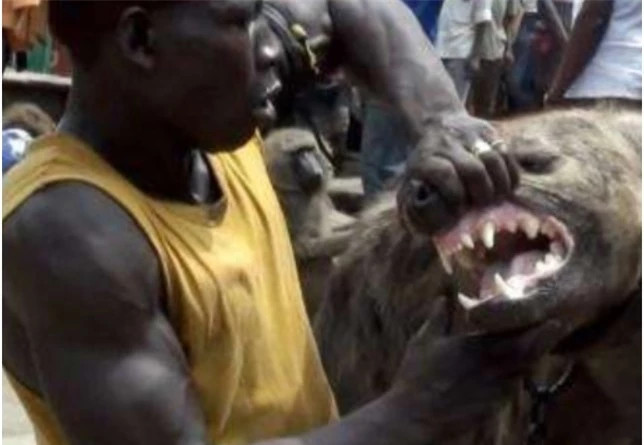 Những nơi thuần hóa linh cẩu, người dân ở đó kể các em bé đều có khả năng thuần dưỡng những loài động vật hoang dã này. Tất cả mọi người đều có thể thoải mái đến gần, ôm ấp và chơi đùa cùng chúng! Những chú linh cẩu được thoải mái dắt chúng đi chợ, đi chơi, đi làm…