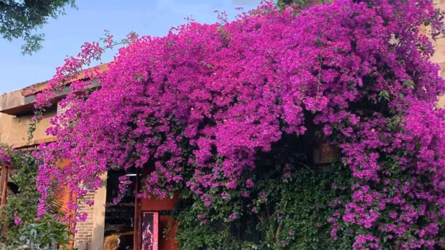 5 loai chau hoa cay canh de trong no hoa quanh nam-Hinh-2