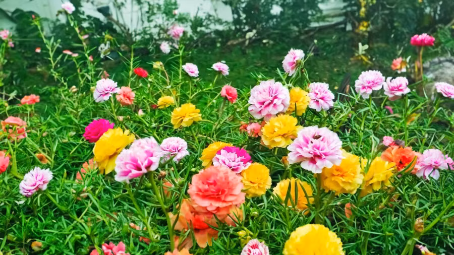 5 loai chau hoa cay canh de trong no hoa quanh nam-Hinh-3