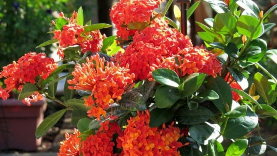 5 loai chau hoa cay canh de trong no hoa quanh nam