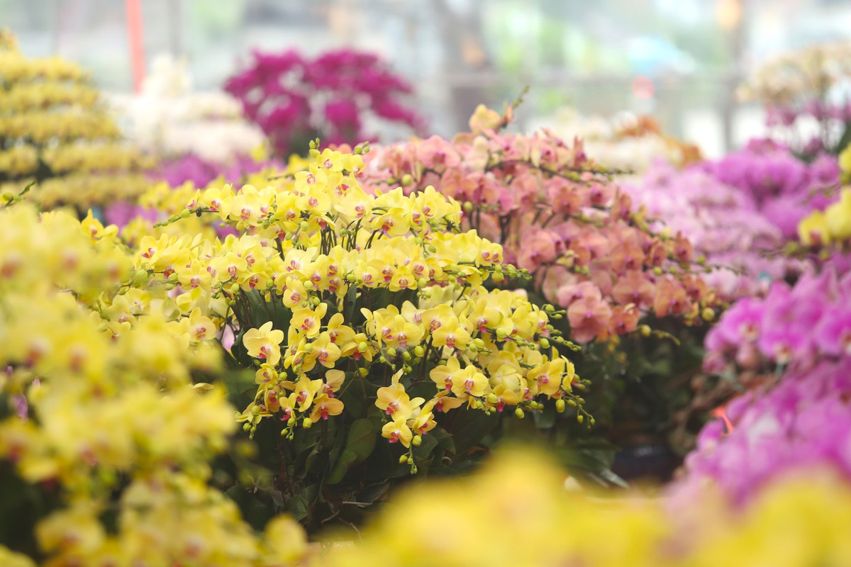 Tại gian hàng này, một chậu lan có giá từ vài trăm nghìn đến vài chục triệu đồng/chậu. "Có giá như vậy là để cho khách hàng dễ dàng lựa chọn theo nhu cầu, túi tiền của mình", quản lý cửa hàng cho hay.