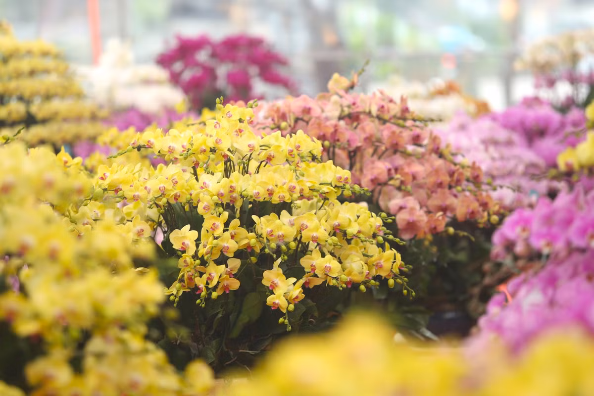 Tại gian hàng này, một chậu lan có giá từ vài trăm nghìn đến vài chục triệu đồng/chậu. "Có giá như vậy là để cho khách hàng dễ dàng lựa chọn theo nhu cầu, túi tiền của mình", quản lý cửa hàng cho hay.