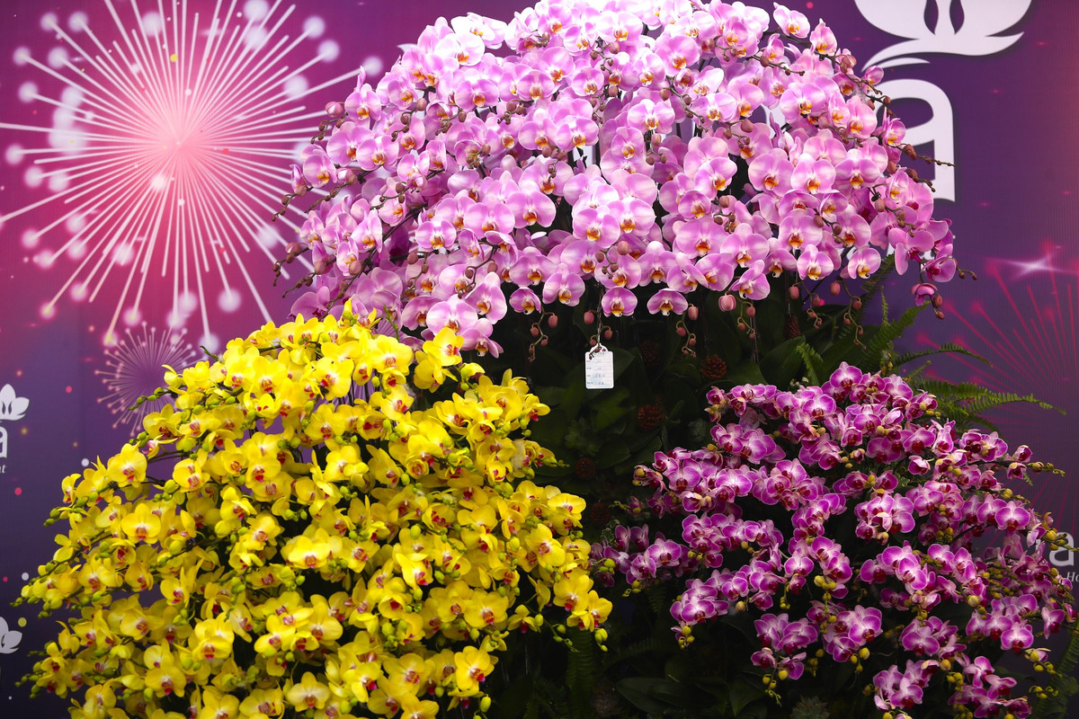 Tại điểm bán hoa lan hồ điệp ở Vạn Phúc (Hà Đông), nhiều chậu hoa lan hồ điệp với đủ chủng loại, kích cỡ và màu sắc khác nhau được bày bán.