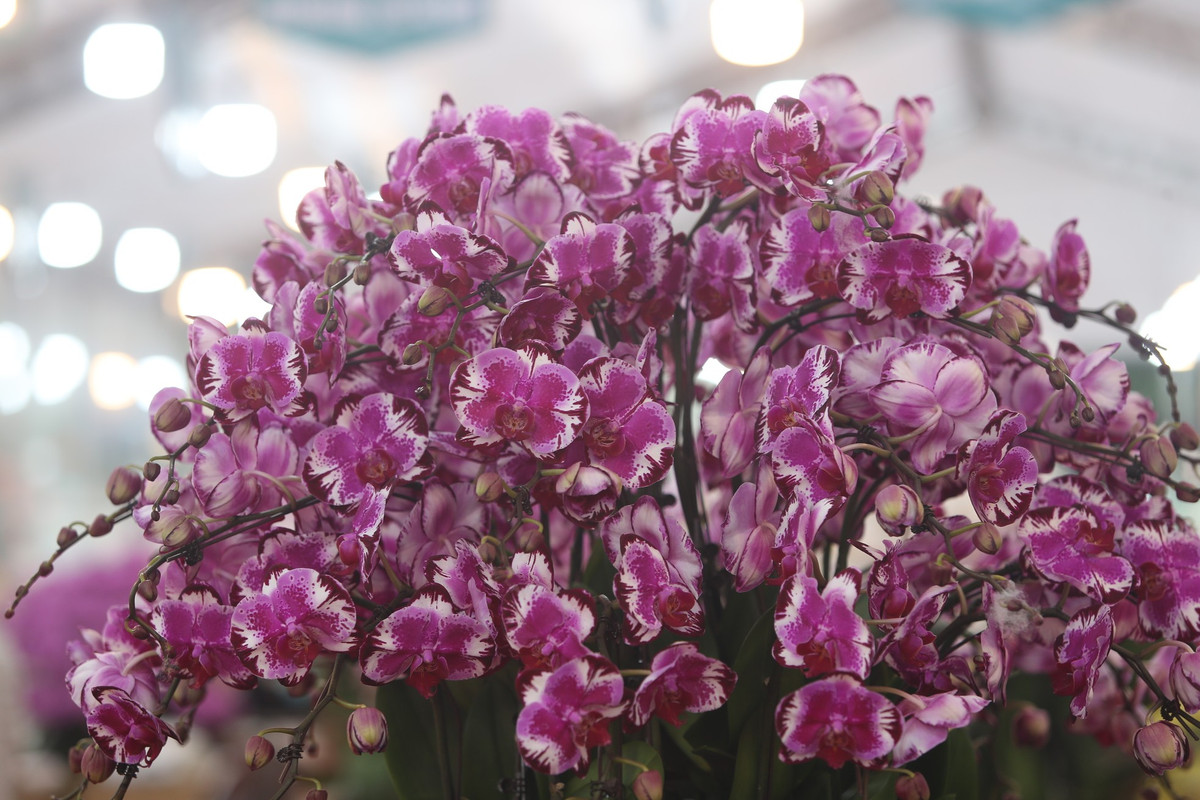 Theo quản lý cửa hàng, những cành lan hồ điệp được vận chuyển từ Đà Lạt về sau đó mới được cắm thành chậu.