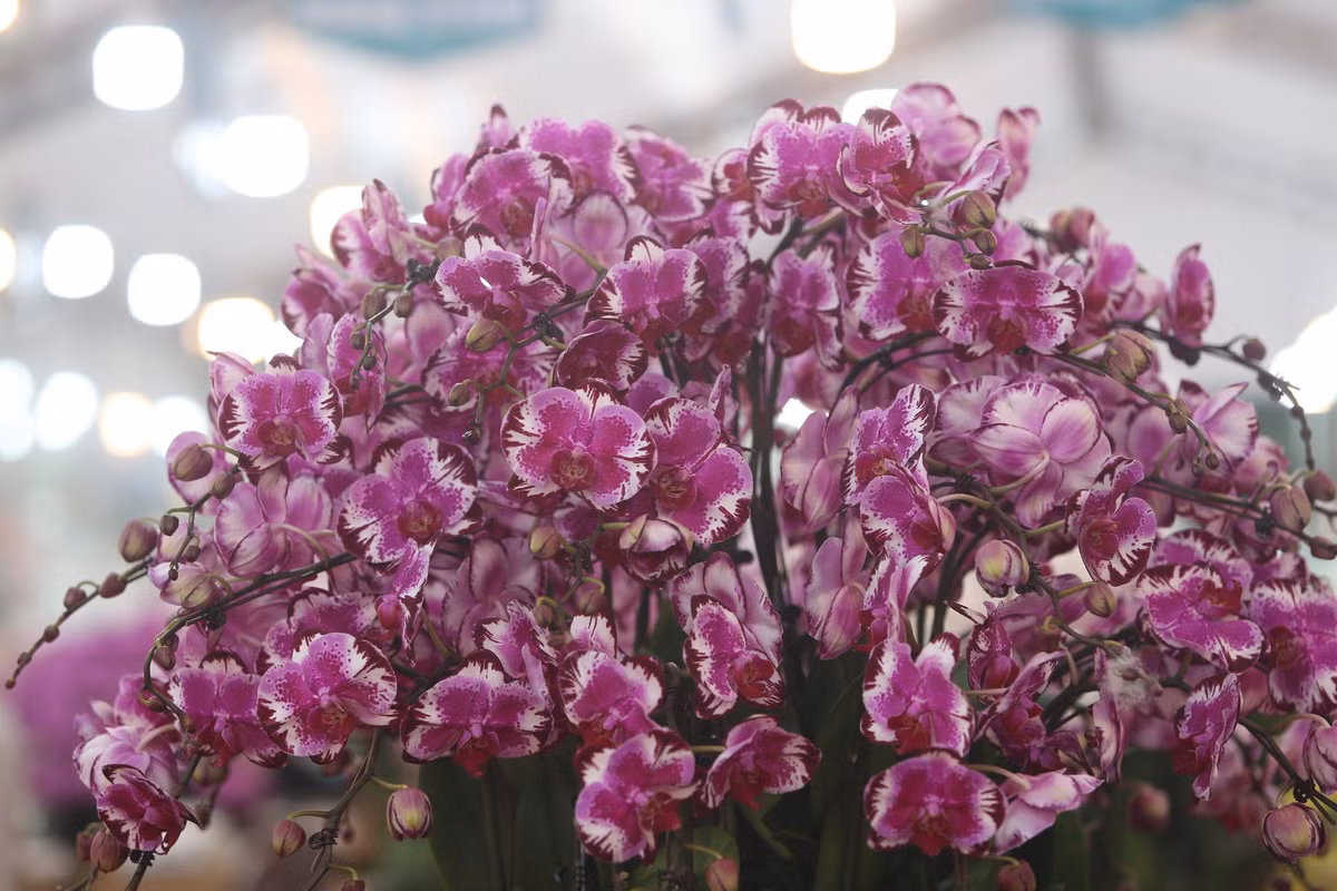 Theo quản lý cửa hàng, những cành lan hồ điệp được vận chuyển từ Đà Lạt về sau đó mới được cắm thành chậu.