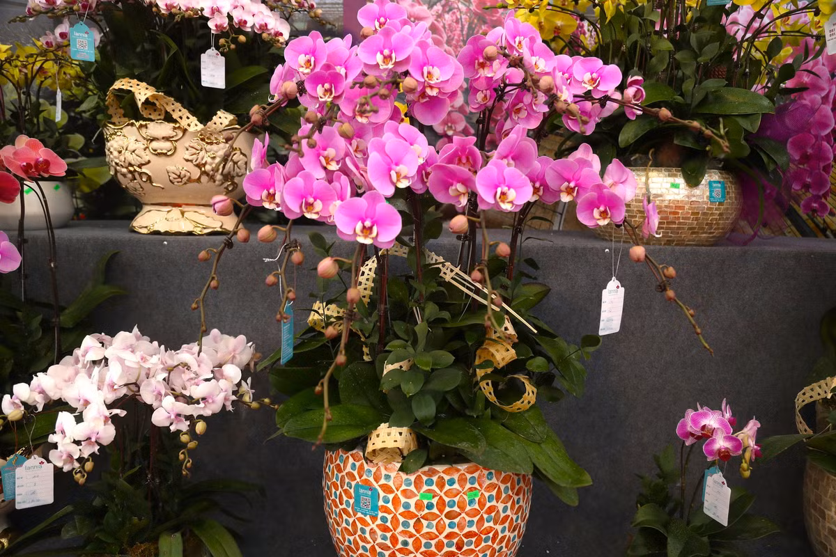 Những chậu lan với đủ kiểu dáng, màu sắc, kích thước được bày bán ở các khu vực có mật độ giao thông qua lại nhiều nên dễ để nhìn thấy.
