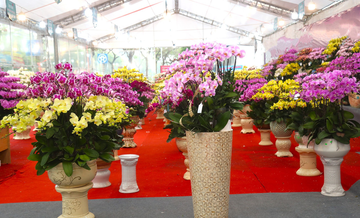 "Với loại lan này, tuy được cắm hoàn toàn bằng cành nhưng nếu được chăm sóc tốt có thể trưng bày đến vài tháng", người cắm hoa tại cửa hàng cho hay.