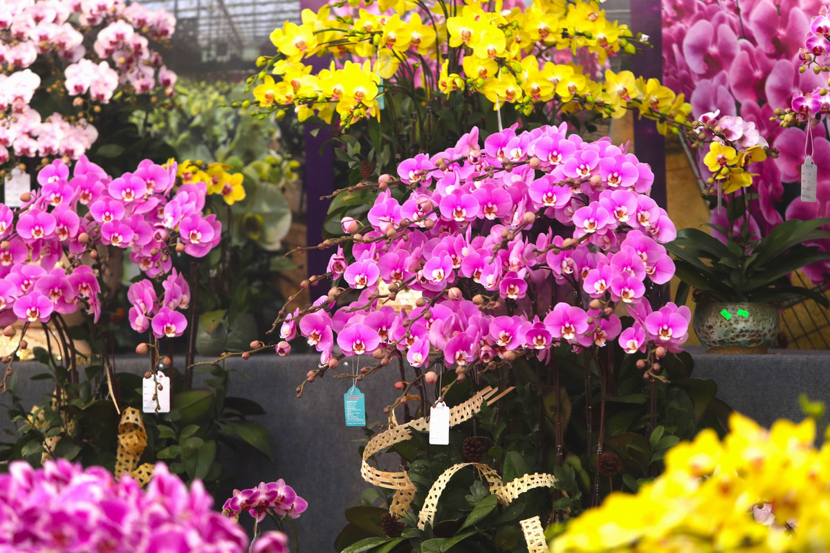Giá hoa lan năm nay được đánh giá không chênh lệch nhiều so với năm trước.