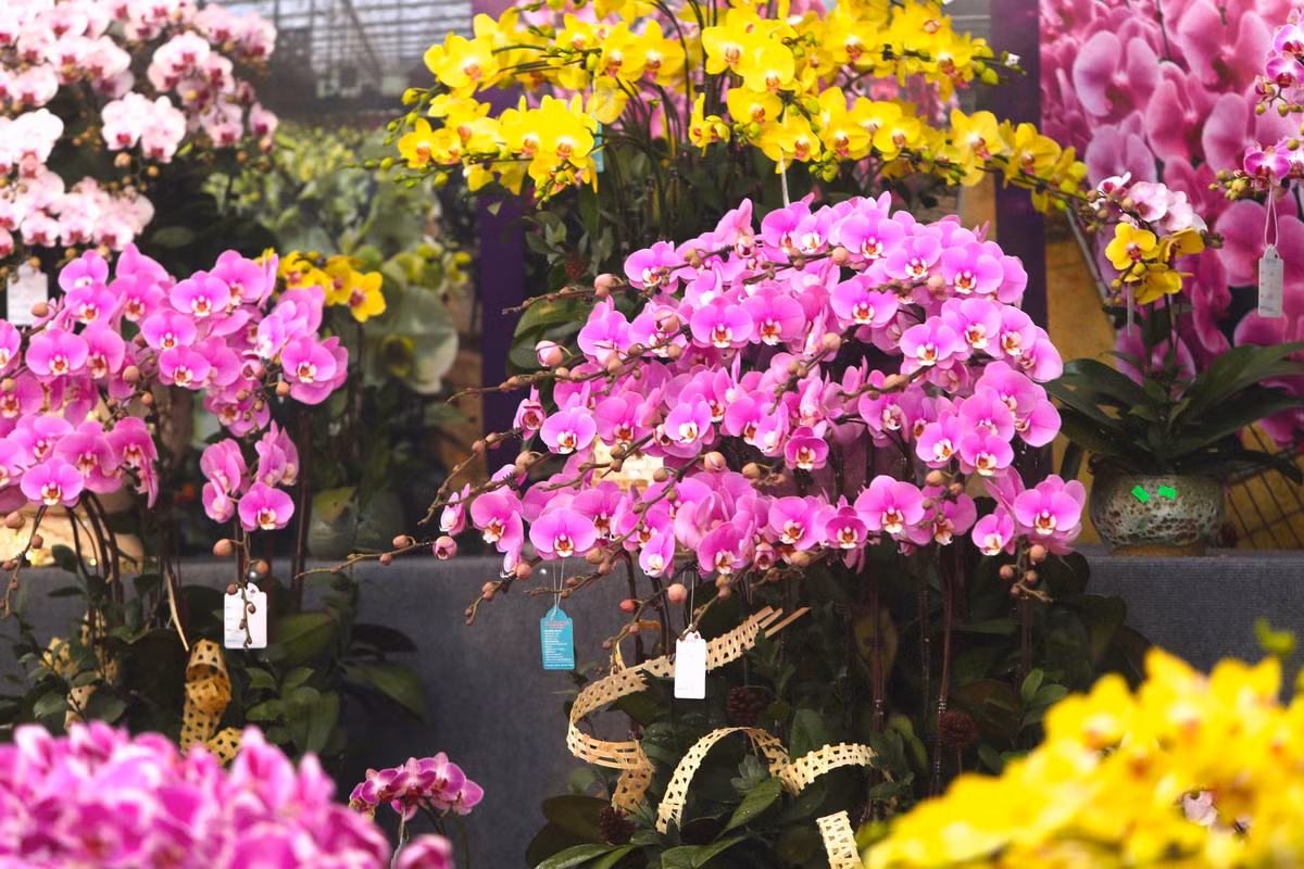 Giá hoa lan năm nay được đánh giá không chênh lệch nhiều so với năm trước.