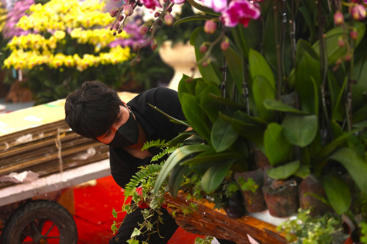 Giá hoa lan hồ điệp dao động từ khoảng 200.000 - 300.000 đồng/cành.