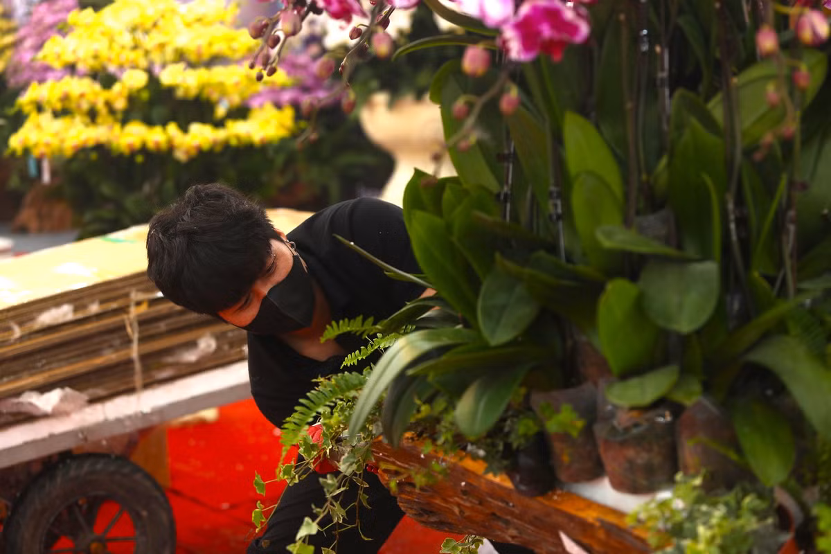 Giá hoa lan hồ điệp dao động từ khoảng 200.000 - 300.000 đồng/cành.