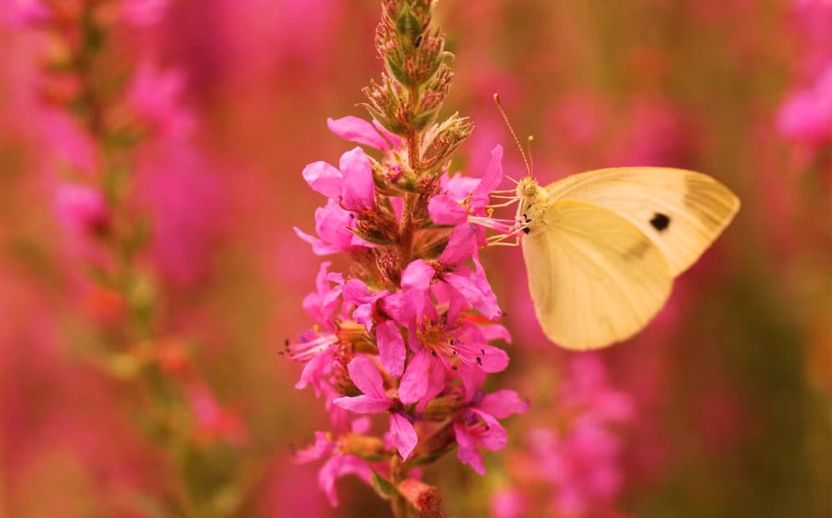 Cuoi thang 1, 4 con giap duoc Than Tai sung ai-Hinh-3