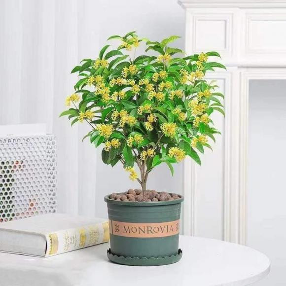  Cây hoa mộc còn biểu thị cho sự sang trọng và giá trị cao. Chính vì vậy, có những câu nói phản ánh giá trị của nó như "trồng hoa mộc trước cửa, quý nhân sẽ đến" hoặc "trồng hoa mộc trước cửa, con cháu sẽ thịnh vượng".