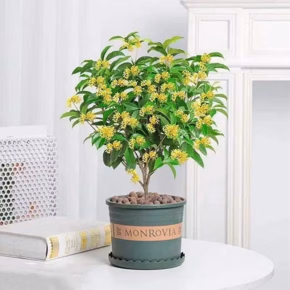  Cây hoa mộc còn biểu thị cho sự sang trọng và giá trị cao. Chính vì vậy, có những câu nói phản ánh giá trị của nó như "trồng hoa mộc trước cửa, quý nhân sẽ đến" hoặc "trồng hoa mộc trước cửa, con cháu sẽ thịnh vượng".