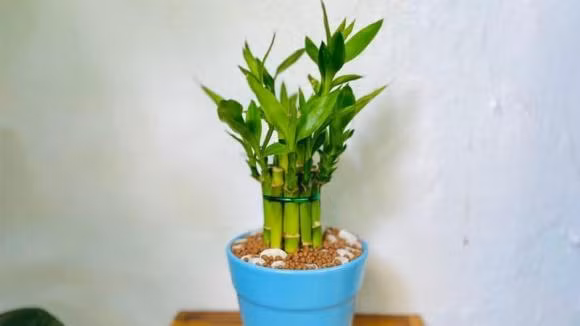  Sự phối hợp giữa hoa mẫu đơn, với hương thơm ngọt ngào, và trúc may mắn không chỉ đẹp về mặt thẩm mỹ mà còn cải thiện nguồn năng lượng tích cực, tăng cường sự giàu có cho gia chủ. Cây trúc phù hợp với hầu hết mọi người, đặc biệt là những người thuộc mệnh Thủy và Mộc.