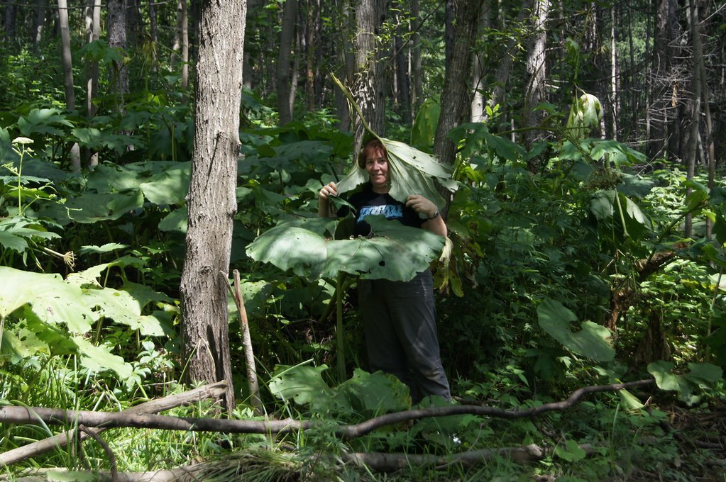 Một số món còn được coi là món ăn đặc trưng, nổi tiếng ở nơi này như món khai vị làm từ lá ngưu bàng. Thật sự hòn đảo Sakhalin có thể mang đến rất nhiều điều bất ngờ, thú vị cho các du khách. Ảnh: Yaplakal, IT.