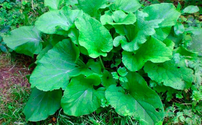 Dù các loại cây có kích thước khổng lồ đến mức nào thì người dân địa phương vẫn sử dụng chúng làm các món ăn như bình thường.