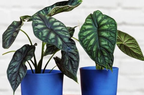 Cây môn vảy rồng dáng vẻ đặc biệt như những chiếc vảy con rồng, biểu trưng cho sự bền bỉ, dẻo dai, sẵn sàng chấp nhận đối đầu thử thách. Những người trồng môn vảy rồng như có thêm sự bảo trợ của linh vật này. 