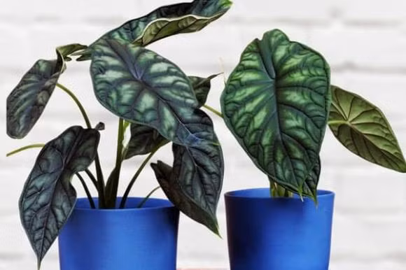 Cây môn vảy rồng dáng vẻ đặc biệt như những chiếc vảy con rồng, biểu trưng cho sự bền bỉ, dẻo dai, sẵn sàng chấp nhận đối đầu thử thách. Những người trồng môn vảy rồng như có thêm sự bảo trợ của linh vật này. 