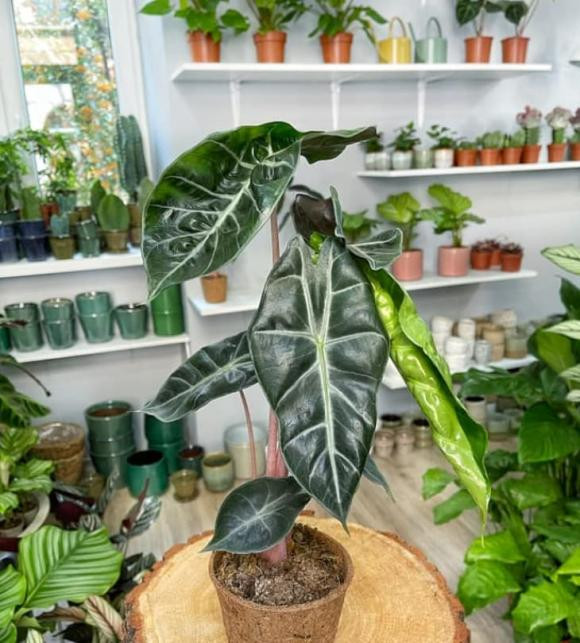 Môn vảy rồng cũng tạo cho người trồng thế mạnh về sức khỏe, mang tinh thần của kẻ chiến thắng đi chinh phục các mục tiêu đã đề ra.