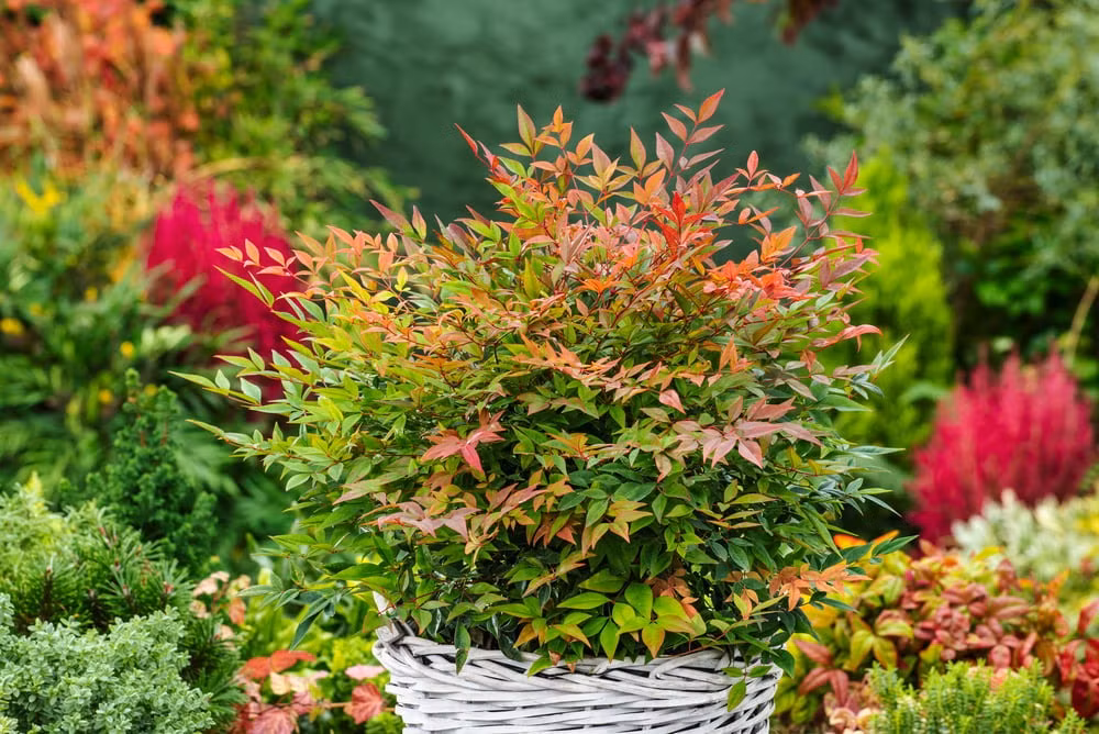  Hoa nở trong khoảng từ tháng 3 đến tháng 6, màu trắng, nở thành cụm hình nón, vươn cao trên tán lá. Trên những chiếc lá xanh đung đưa, có những bông hoa nhỏ màu trắng mọc thành chùm, cánh hoa thuôn dài, nhị hoa màu vàng, trong trẻo và có mùi thơm thoang thoảng. 