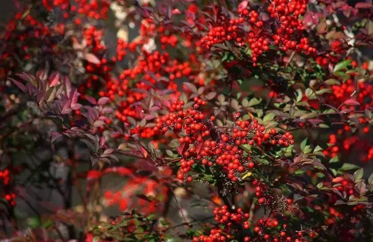  So với hoa vào mùa hè, lá tươi và quả có màu đỏ như chu sa vào mùa đông của cây cảnh này vô cùng bắt mắt. Quả có thể tồn tại đến nửa năm, mang đến cho con người niềm vui thu hoạch.