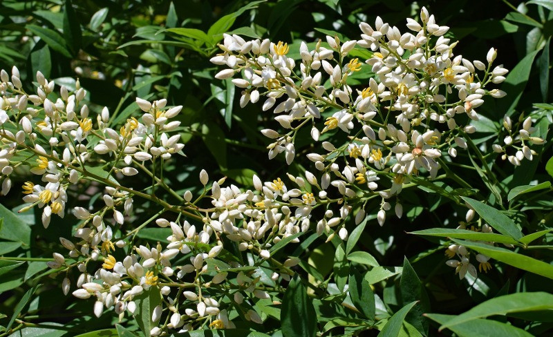 Cây cảnh này là một loại cây cây bụi nhỏ, thân gỗ, có thể cao từ 1 đến 2 mét với hàng loạt thân mảnh, không tạo nhánh, mọc lên từ rễ. Lá thường xanh, dài, là loại lá lông chim phức đôi hoặc ba. 