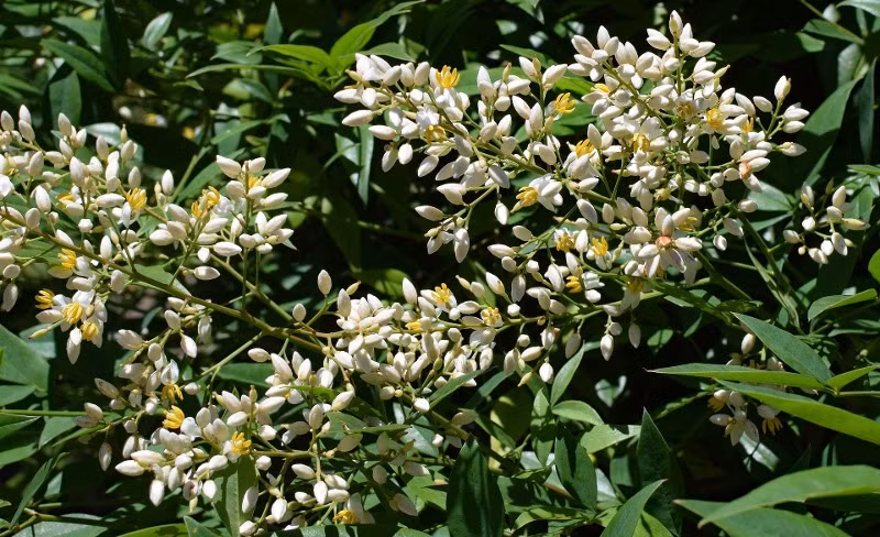 Cây cảnh này là một loại cây cây bụi nhỏ, thân gỗ, có thể cao từ 1 đến 2 mét với hàng loạt thân mảnh, không tạo nhánh, mọc lên từ rễ. Lá thường xanh, dài, là loại lá lông chim phức đôi hoặc ba. 