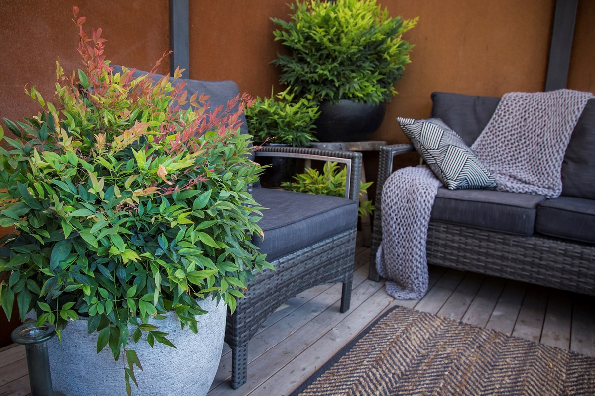  Đây là một loại cây xanh nổi tiếng trên mạng đã trở nên rất phổ biến ở Việt Nam trong thời gian gần đây. Những cành lá của cây cảnh này được nhập khẩu từ Trung Quốc, Nhật Bản đã mang lại vẻ đẹp sang trọng, mới lạ cho nhiều gia đình.