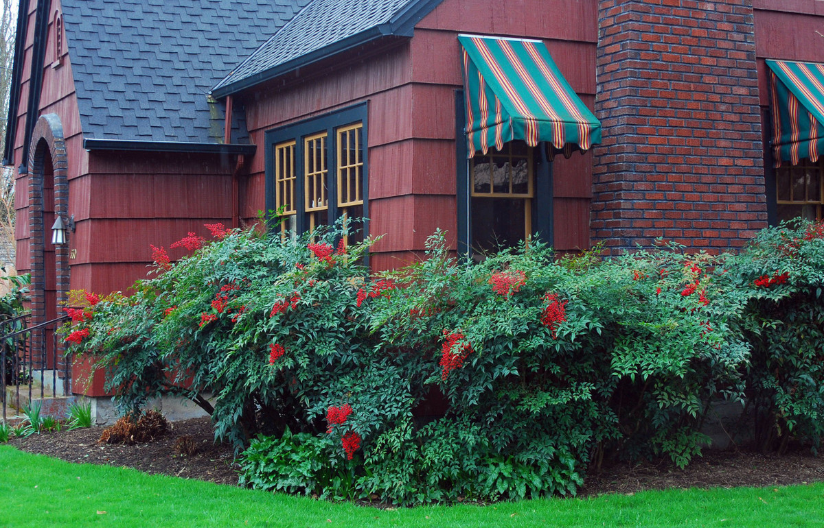 So với hoa vào mùa hè, lá tươi và quả có màu đỏ như chu sa vào mùa đông của cây cảnh này vô cùng bắt mắt. Quả có thể tồn tại đến nửa năm, mang đến cho con người niềm vui thu hoạch. 