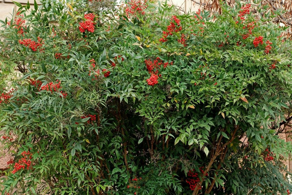  Thời kỳ đậu quả của Nandina là từ tháng 5 đến tháng 11. Quả có hình cầu, đường kính 5-10mm, lúc đầu có màu xanh lục, dần dần chuyển sang màu nâu đỏ, cuối cùng treo nặng trên cành vào mùa thu đông ảm đạm.