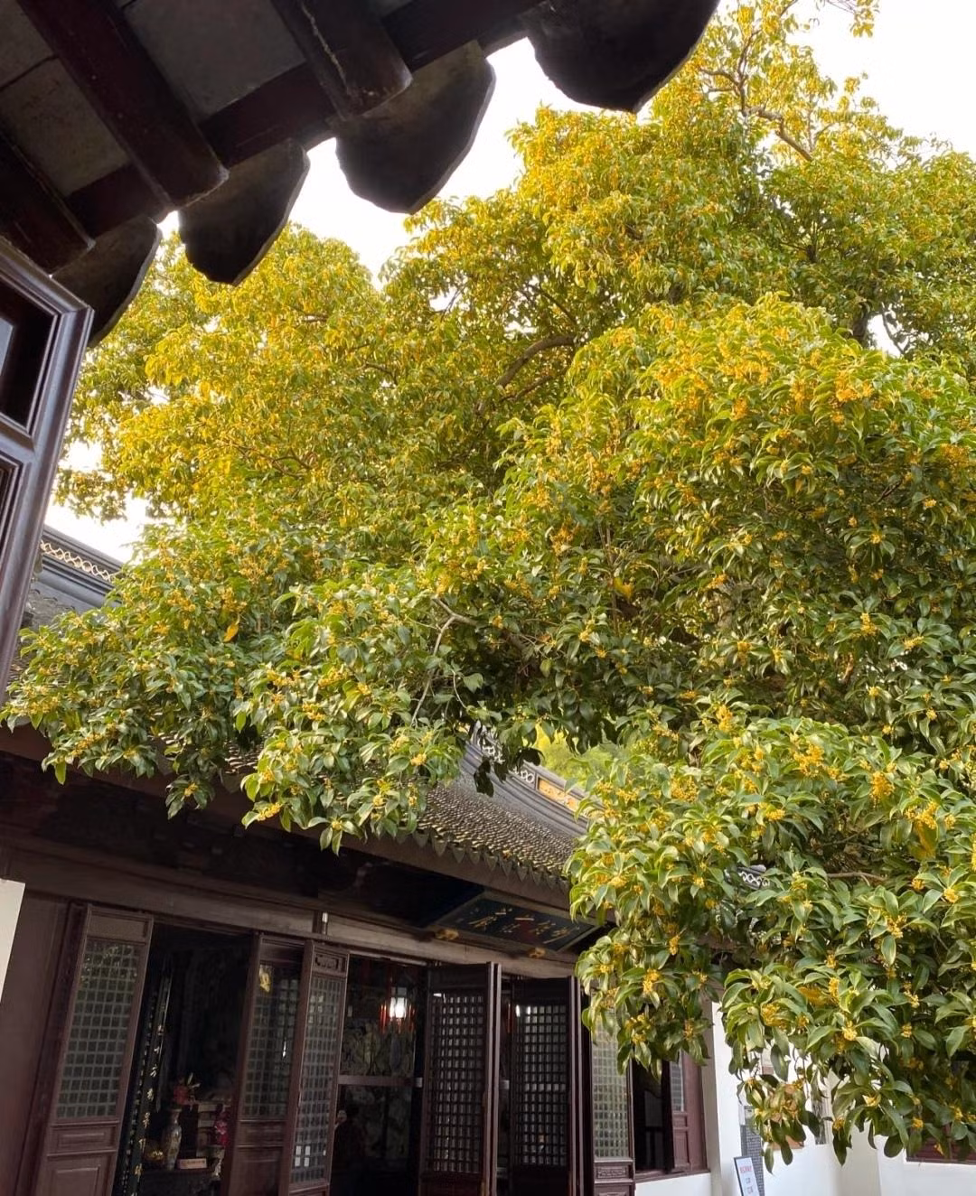 Giu 5 loai hoa thinh vuong trong nha, may man keo dai