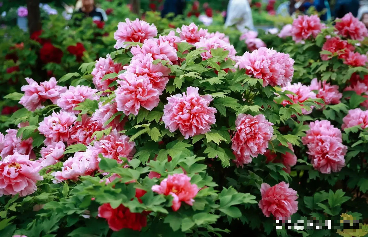 Giu 5 loai hoa thinh vuong trong nha, may man keo dai-Hinh-14