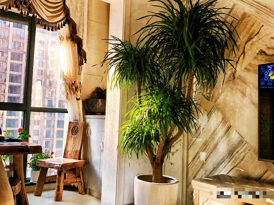 Giu 5 loai hoa thinh vuong trong nha, may man keo dai-Hinh-12