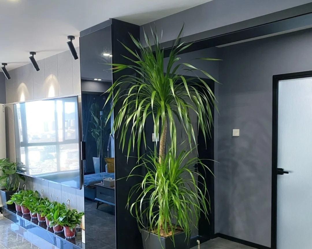 Giu 5 loai hoa thinh vuong trong nha, may man keo dai-Hinh-11